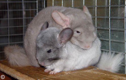 12 Week Old Chinchilla