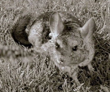 12 Week Old Chinchilla