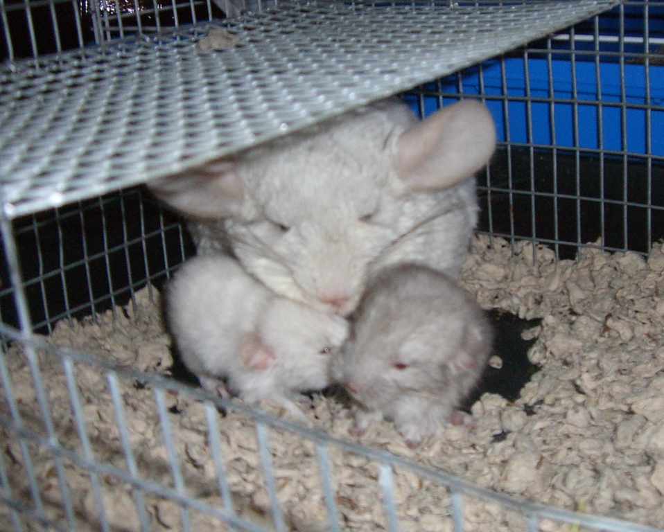 2 Month Old Chinchilla