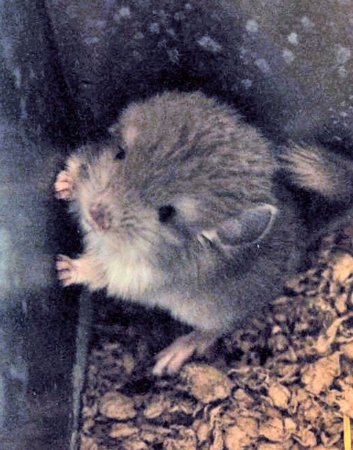 8 Week Old Chinchilla