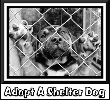 Adopt A Dog Pictures