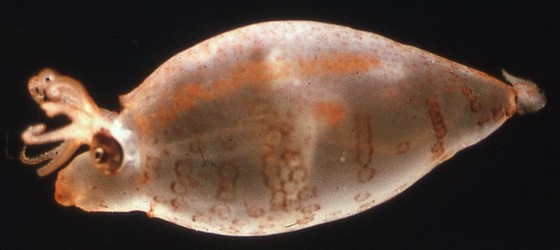 Banded Piglet Squid