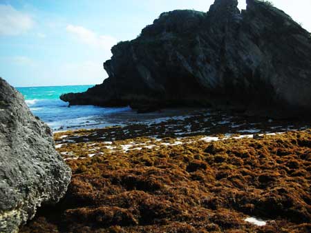 Bermuda Fish Chowder History