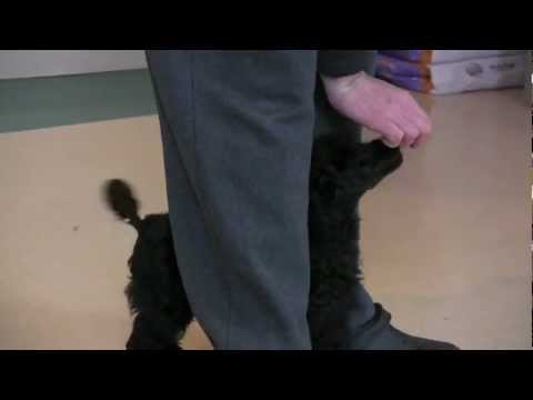 Clicker Training Puppy Video