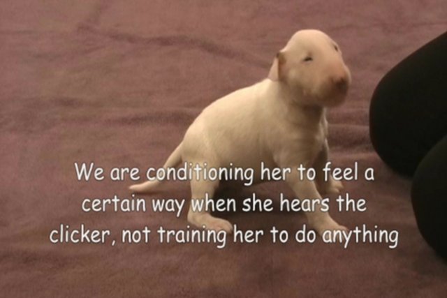 Clicker Training Puppy Video