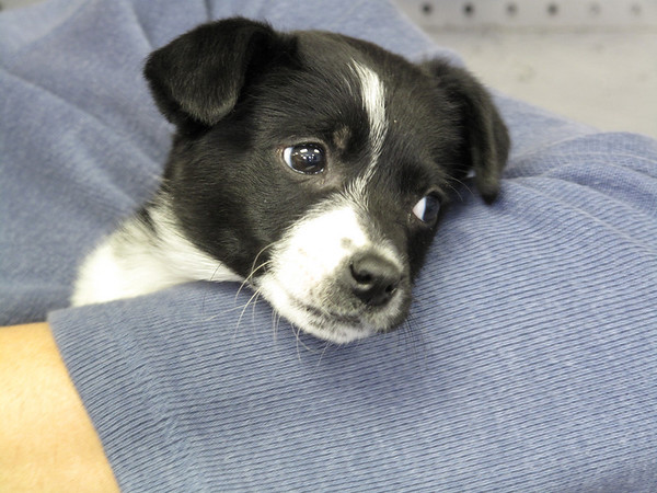 Crate Training Puppy At Night Whining