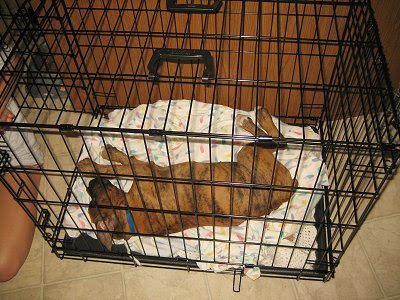 Crate Training Puppy Barking