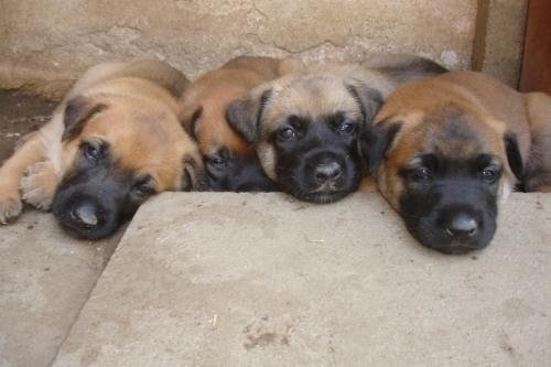 Crate Training Puppy Schedule