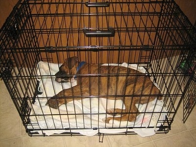 Crate Training Puppy While At Work