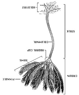 Crinoidal Limestone Wikipedia