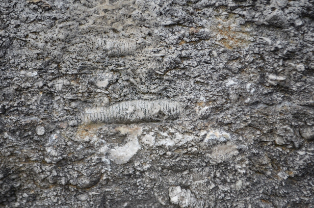 Crinoidal Limestone Wikipedia