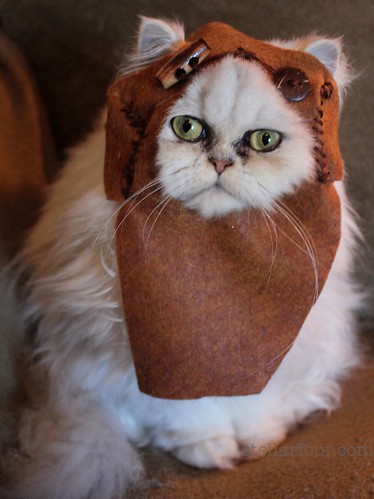 Ewok Names For Cats