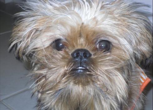 Ewok Names For Dogs