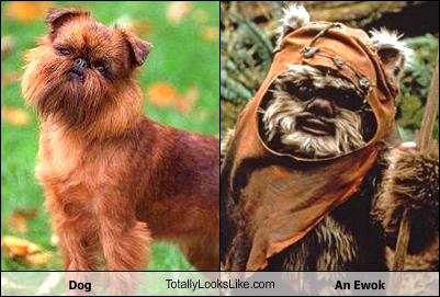 Ewok Names For Dogs