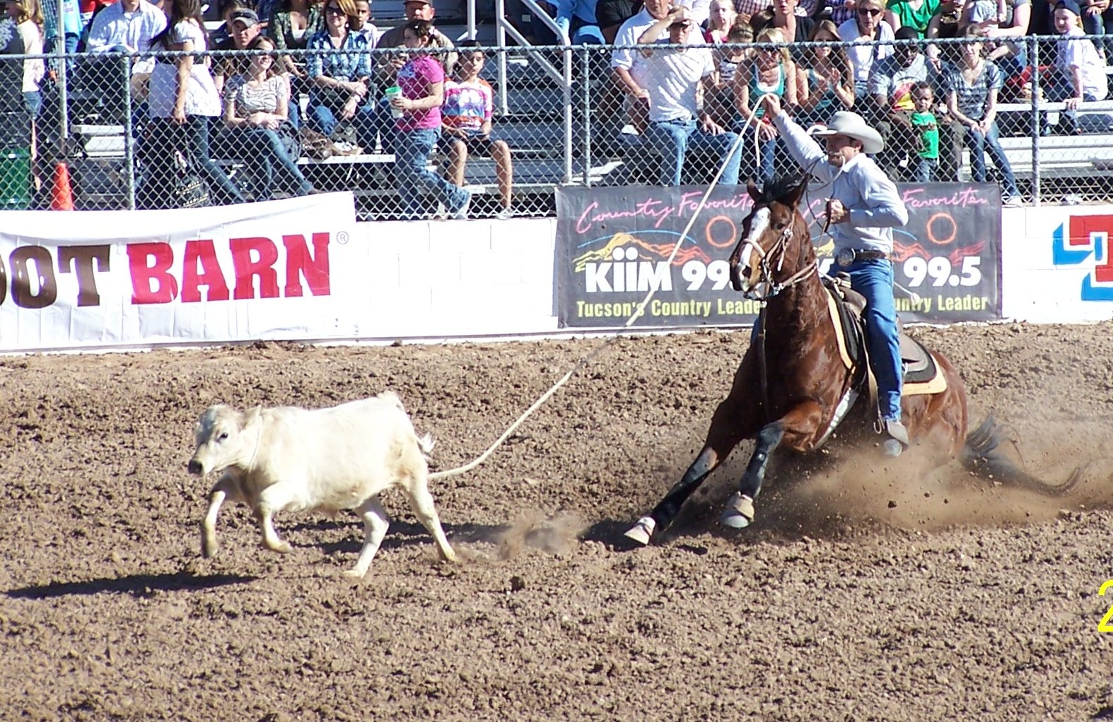 Faith Calf Roping Saddles