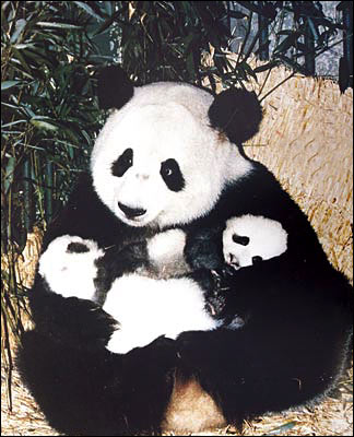 Giant Panda Baby