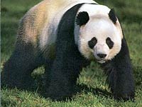 Giant Panda Bear Facts For Kids