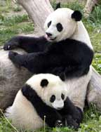 Giant Panda Bear