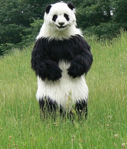 Giant Panda Bear