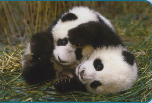 Giant Panda Cubs