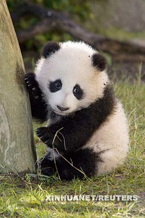 Giant Panda Cubs