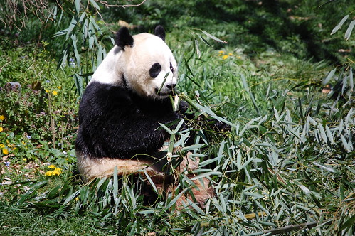 Giant Panda Eating Bamboo