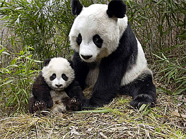 Giant Panda Endangered