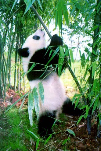 Giant Panda Facts