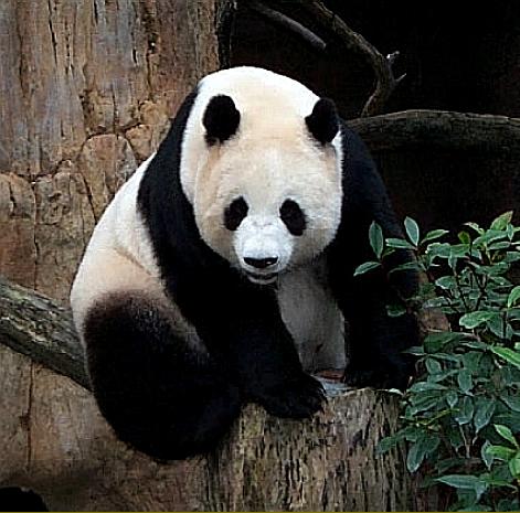 Giant Panda