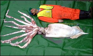 Giant Squid Attack