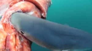 Giant Squid Attacked By Blue Shark