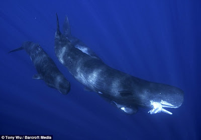 Giant Squid Attacking Sperm Whale