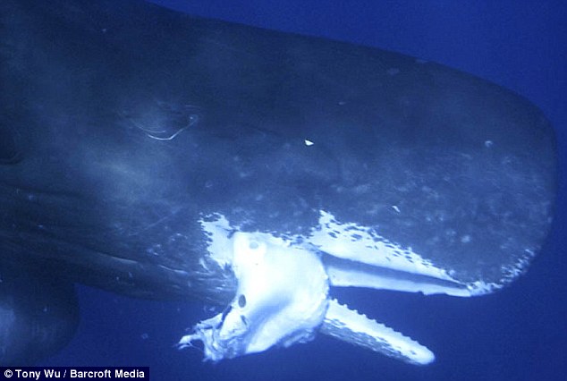 Giant Squid Attacking Sperm Whale