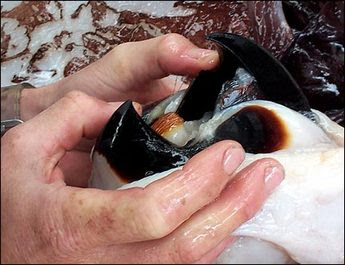 Giant Squid Beak