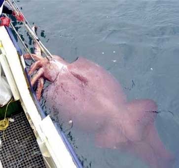 Giant Squid