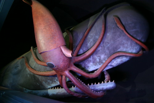 Giant Squid Whale