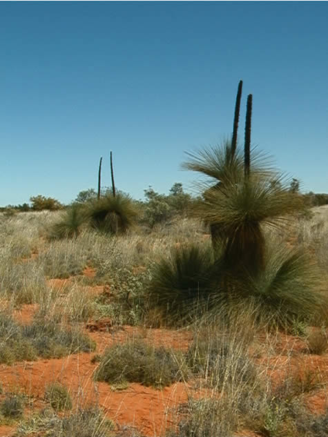 Grass Trees Aus