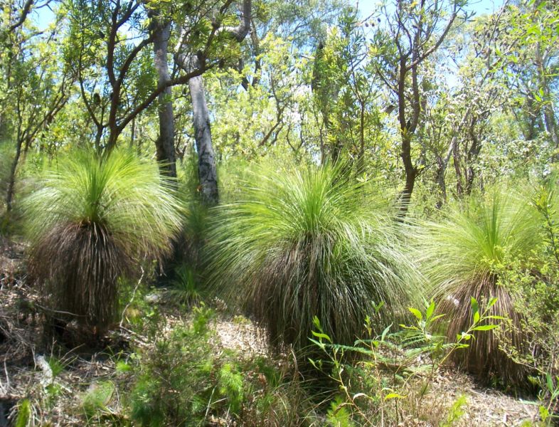 Grass Trees Australia Perth