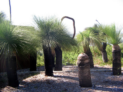 Grass Trees Australia Perth