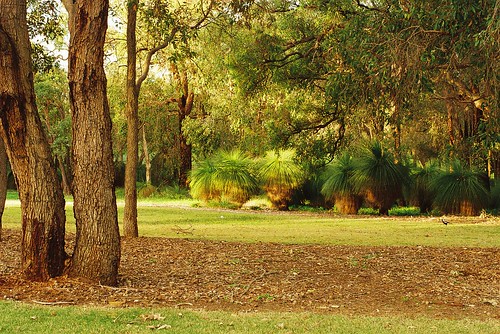 Grass Trees Australia Perth