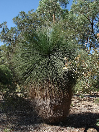 Grass Trees Australia Perth