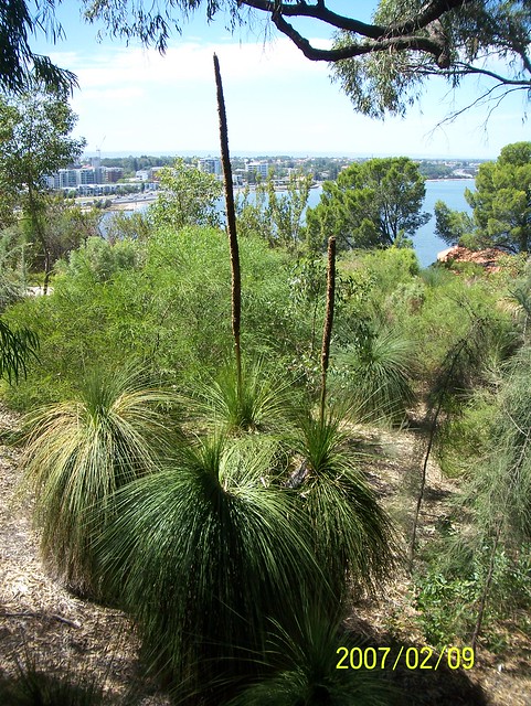 Grass Trees Australia Perth