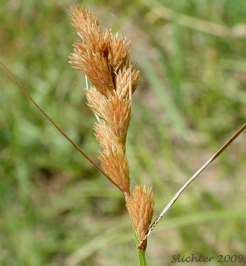 Green Sheath