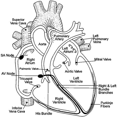 Heart Diagram Worksheet Blank