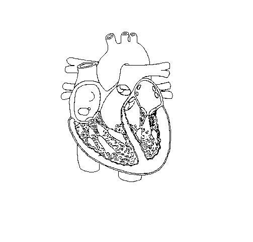 Heart Diagram Worksheet Blank