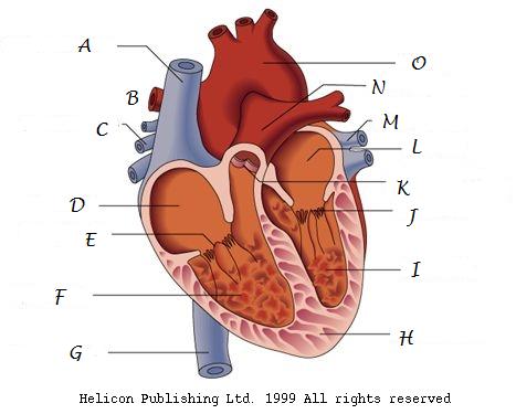 Heart Diagram Worksheet For Kids