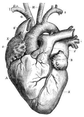 Heart Diagram Worksheet For Kids