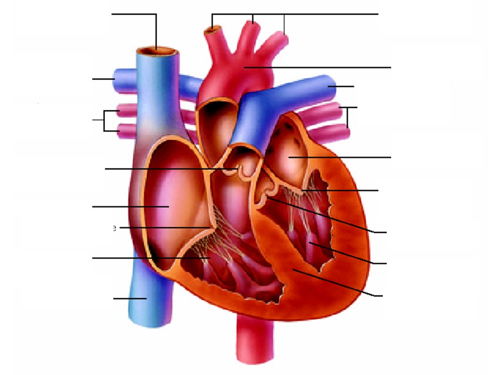 Heart Diagram Worksheet For Kids