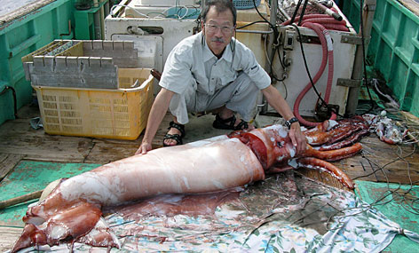 Largest Squid On Record