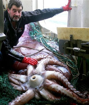 Largest Squid On Record